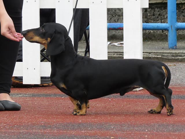 Black and tan dachshund