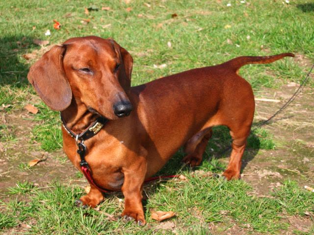Red dachshund